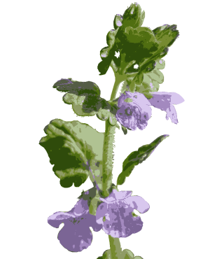 カキドオシ