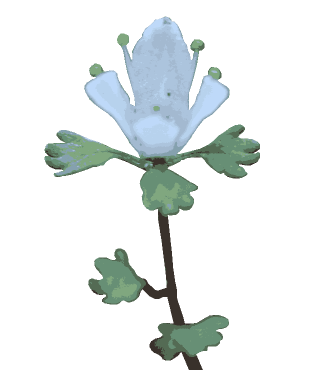シロバナネコノメ