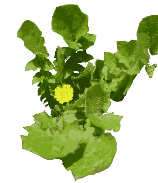 ヤブタビラコ