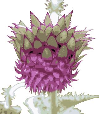 フジアザミ
