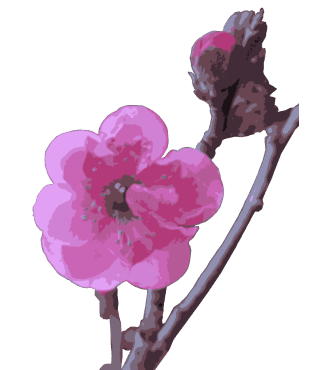 ウメ
