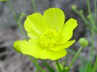 ミヤマキンポウゲ