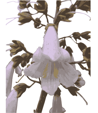 キリ