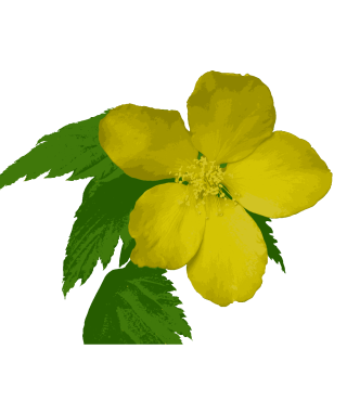 ヤマブキ