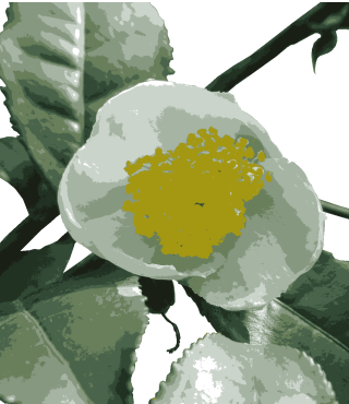 チャ